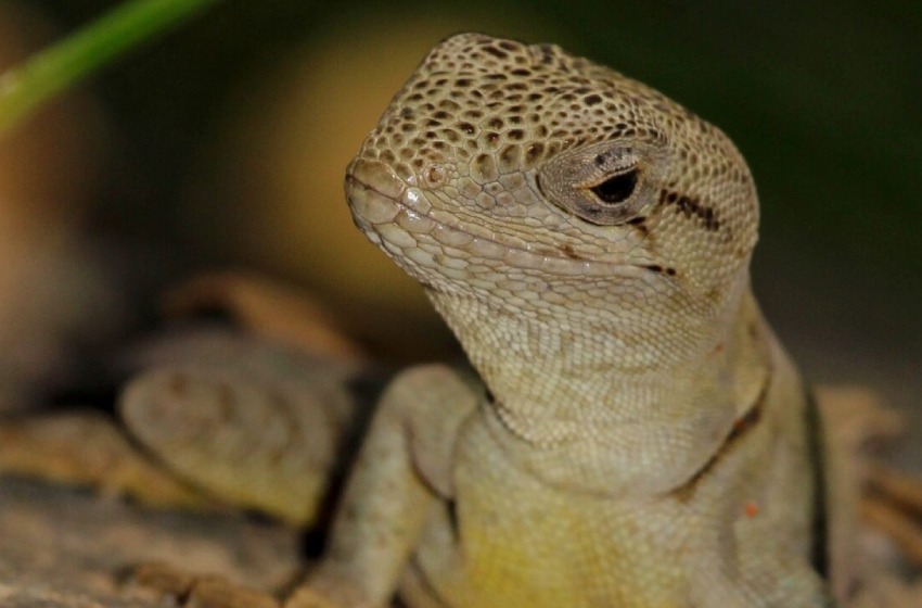 Equipo UM logró que el “Lagarto gruñidor de Álvaro” sea considerado “en peligro crítico de extinción”