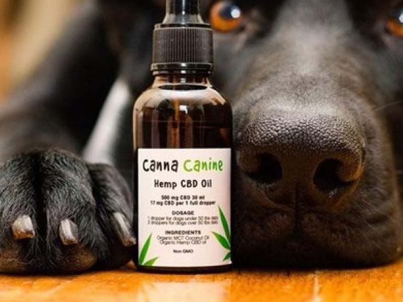 Animales// ¿Marihuana para mascotas?: Especialista aclara 7 mitos en torno al uso medicinal en perros y gatos