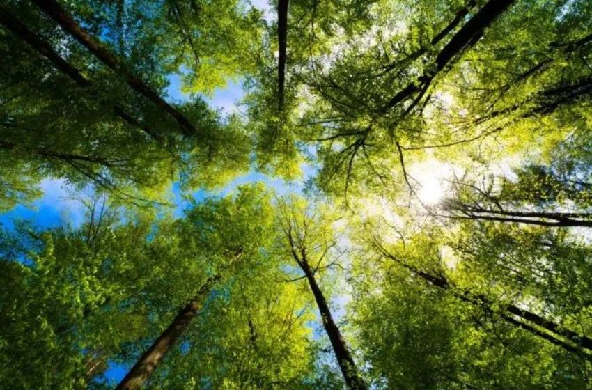 Doctorado en Ecología Integrativa U. Mayor se potenciará tras adjudicarse fondo de la ANID