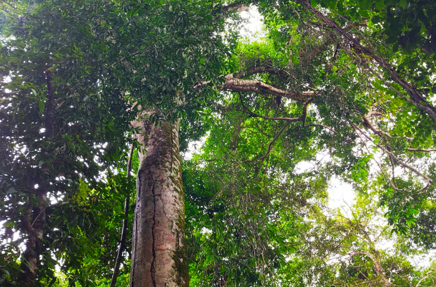 Centro Hémera participa en un estudio que revela cómo el calor y la sequía disminuyen el crecimiento de los árboles tropicales