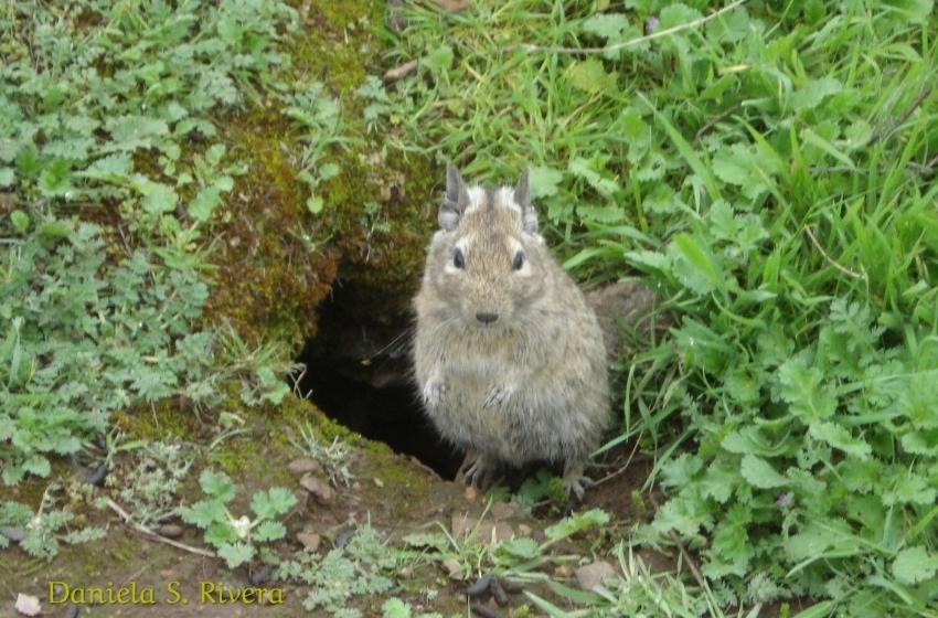 ¿Conoces al degu?: Centro GEMA impulsa investigaciones usando como modelo a este roedor endémico de Chile