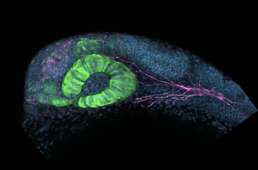 Con esta foto, estudiante de Doctorado U. Mayor ganó concurso en congreso de biología celular