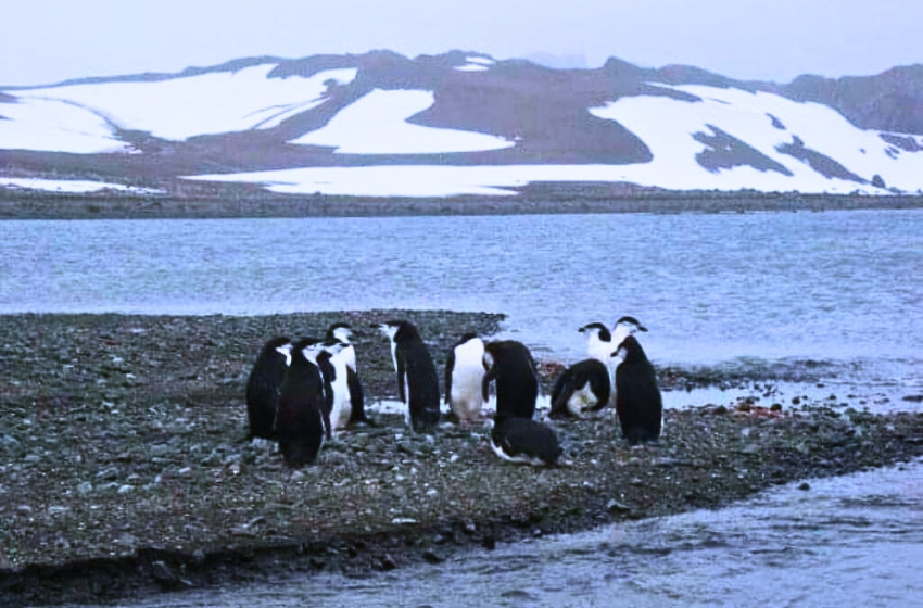 Investigación U. Mayor detecta contaminantes peligrosos para la salud humana y el ambiente en aguas de la Antártica