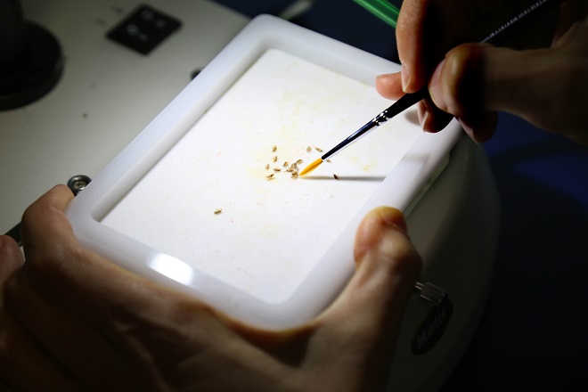 Investigación// La batalla contra el envejecimiento: Investigador U. Mayor logró extender un 20% la vida de las moscas