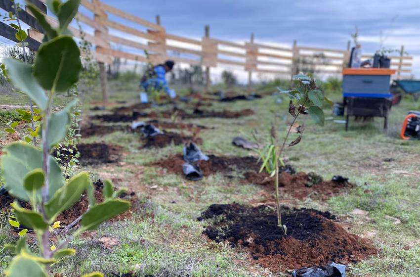 Innovador proyecto busca recuperar el árbol del quillay y aumentar la producción apícola