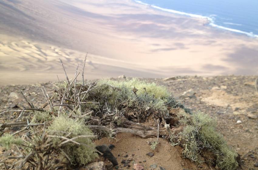 Estudio internacional advierte sobre la nula protección de la biodiversidad en los suelos del mundo
