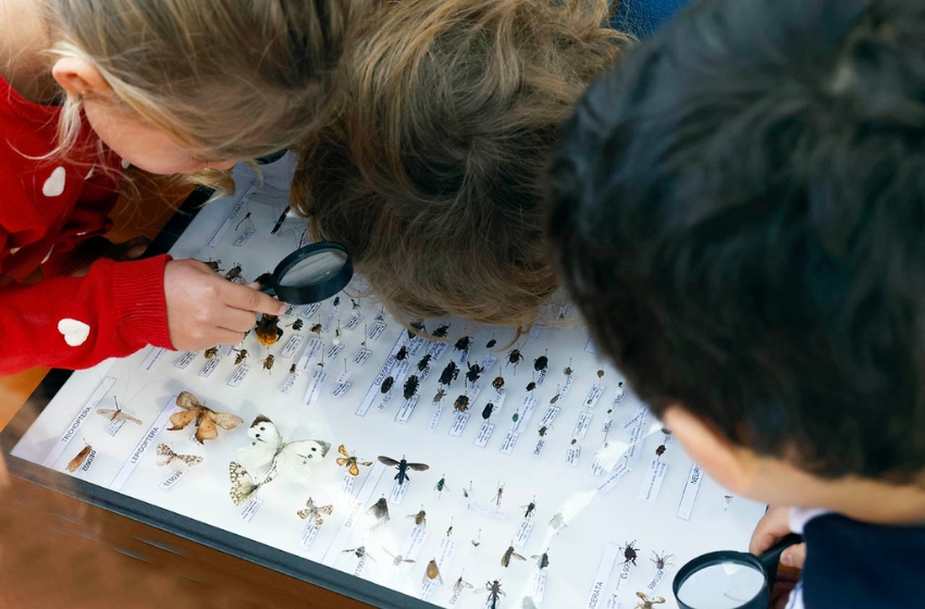 Investigador dicta ciclo de talleres para niños, a quienes enseña sobre la belleza y el rol de los insectos