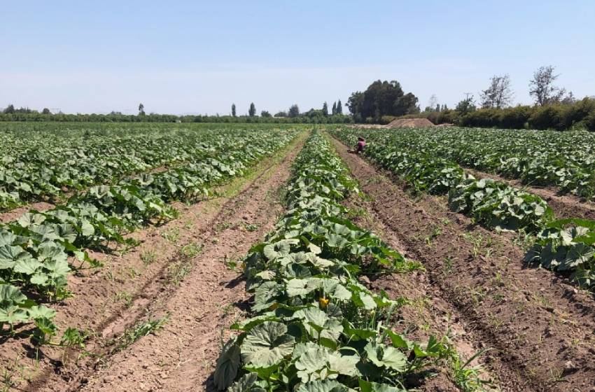 Tesis de alumno de Agronomía fue publicada en edición especial de la revista Diversity