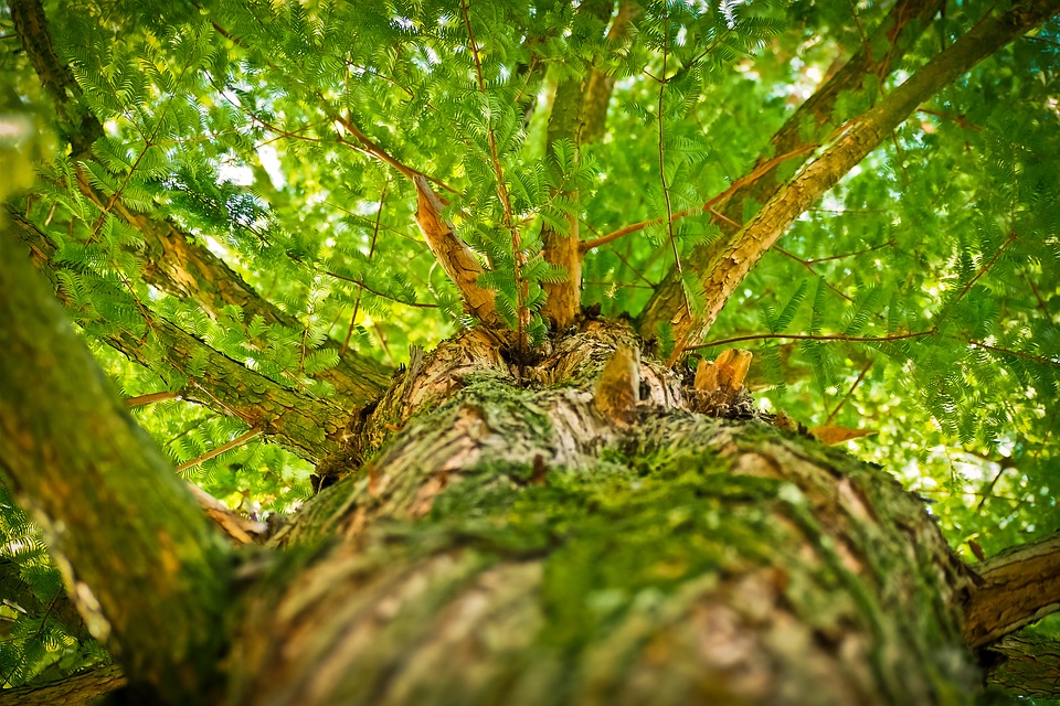 FORO// Investigadora U. Mayor viajó a Colombia para participar en Foro Latinoamericano y del Caribe sobre Bosques Urbanos