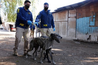 Maltrato animal y sociedad