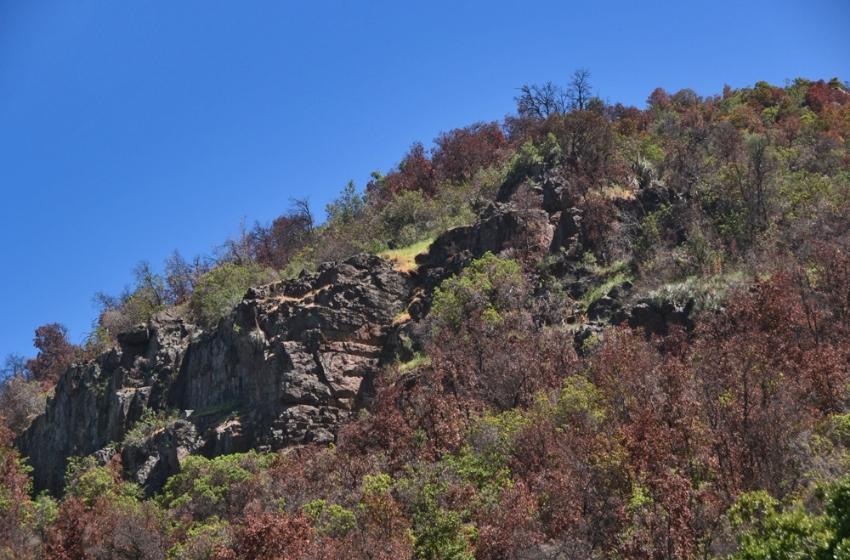 Megasequía causa impacto sin precedentes en el crecimiento del bosque esclerófilo chileno
